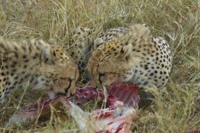 cheetah
