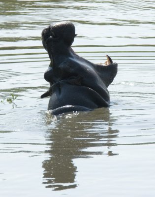 hippo