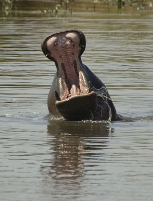 hippo