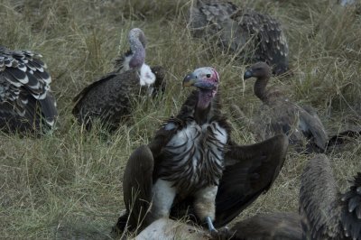 vulture