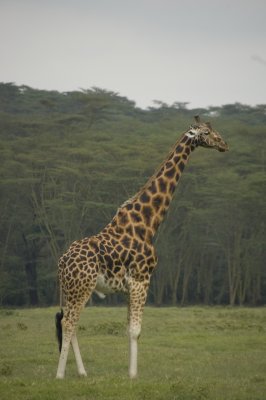 Rothschild giraffe