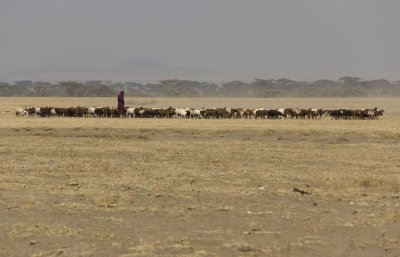 Masai with herd