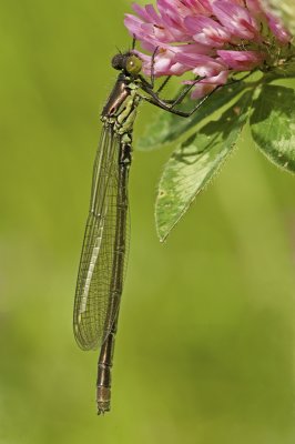 Red-eyed damselfly/Grote roodoogjuffer 11