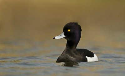 tufted duck gallery