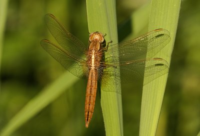 Scarlet dragonfly/Vuurlibel (f) 27