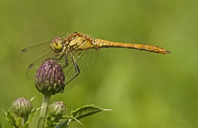 Vagrant darter/Steenrode heidelibel (f) 34