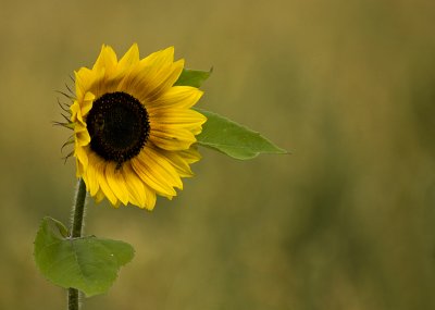 Sunflower/Zonnebloem 1
