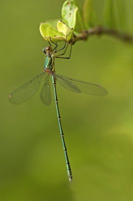 Green emerald damselfly/Houtpanserjuffer 43