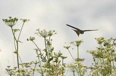 Barn swallow/Boeren zwaluw 15