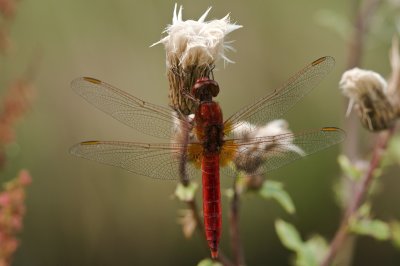Scarlet dragonfly/Vuurlibel (m) 50