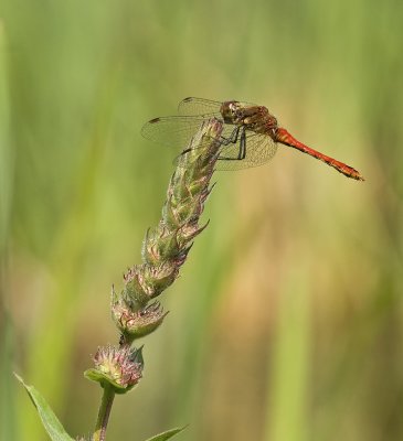Ruddy darter/Bloedrode heidelibel (m) 51