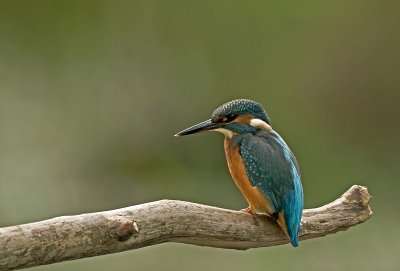 Kingfisher/IJsvogel 26