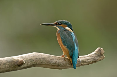 Kingfisher/IJsvogel 24