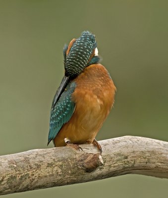 Kingfisher/IJsvogel 29
