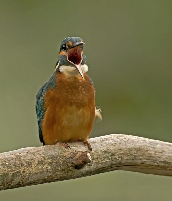 Kingfisher/IJsvogel 8