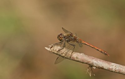Common darter/Bruinerode heidelibel (m) 61
