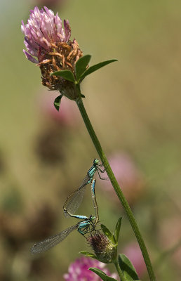Blue tailed damselfly/ Lantaarntje 62