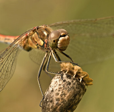 Vagrant darter/Steenrode heidelibel (m) 63