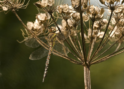 Migrant hawker/Paardenbijter (f) 64