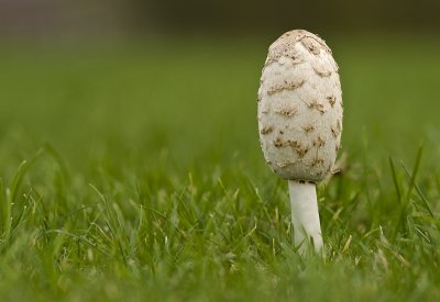 Shaggy mane/Geschubde inktzwam 20