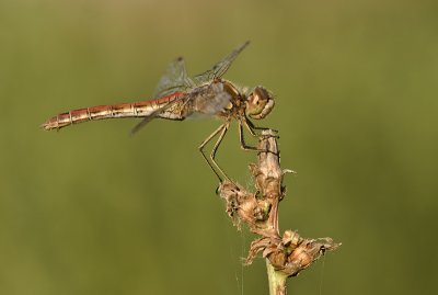 Vagrant darter\Steenrodeheidelibel 66
