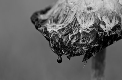 Shaggy mane/Geschubde inktzwam 26