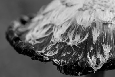 Shaggy mane/Geschubde inktzwam 23