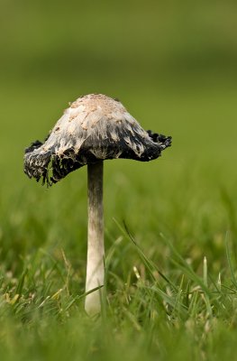 Shaggy mane/Geschubde inktzwam 24