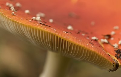 Fly agaric/Vliegenzwam 22