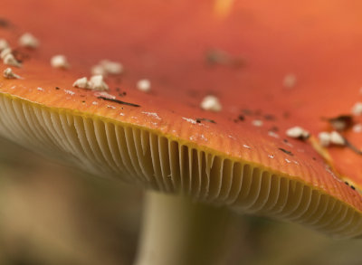 Fly agaric/Vliegenzwam 27