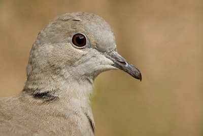 Colard turtle dove/Turkse tortel 27