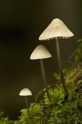 White milking bonnet/Melksteelmycena 29