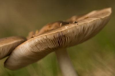 Deer mushroom/Gewone hertenzwam 30
