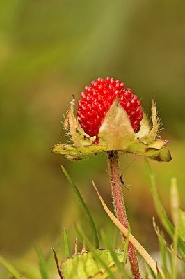 Yellow-flowerend strawberry/Schijnaardbei 31