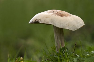 mushroom 35