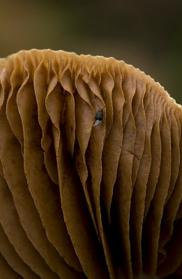 mushroom 36