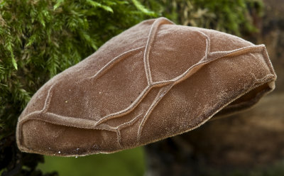Jew's ear/Echt judasoor 37