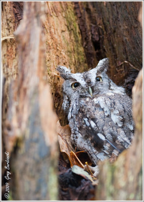 Screech Owl (Captive)