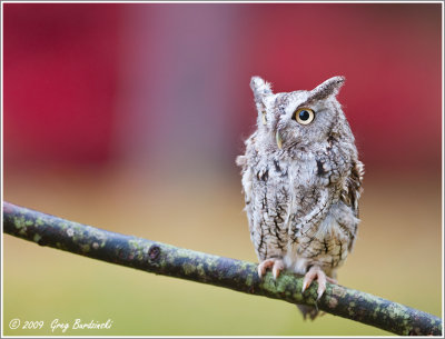 Screech Owl (Captive)