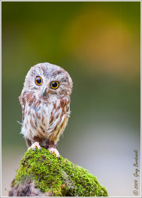 Saw-Whet Owl (Captive)