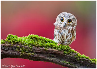 Saw-Whet Owl (Captive)