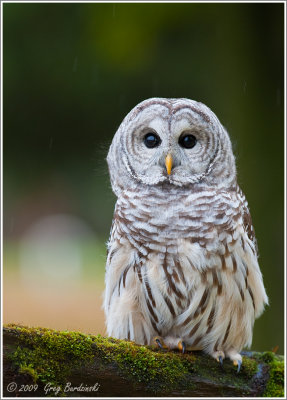 Barred Owl (Captive)