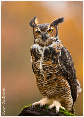 Great Horned Owl (Captive)