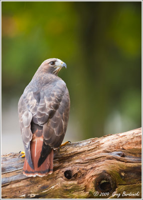 Red Tailed Hawk (Captive)