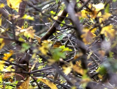 Robin peeping