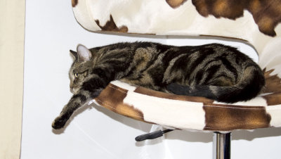 Tabby
