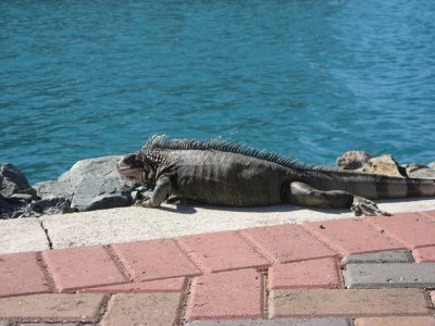 IMG_2927.jpg