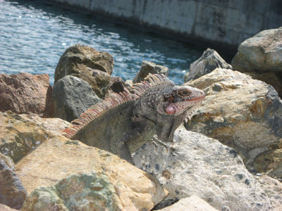 IMG_2950.jpg