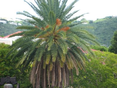 IMG_2960.jpg