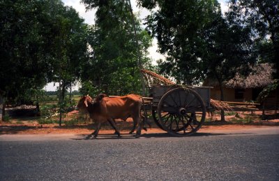 Local transportation